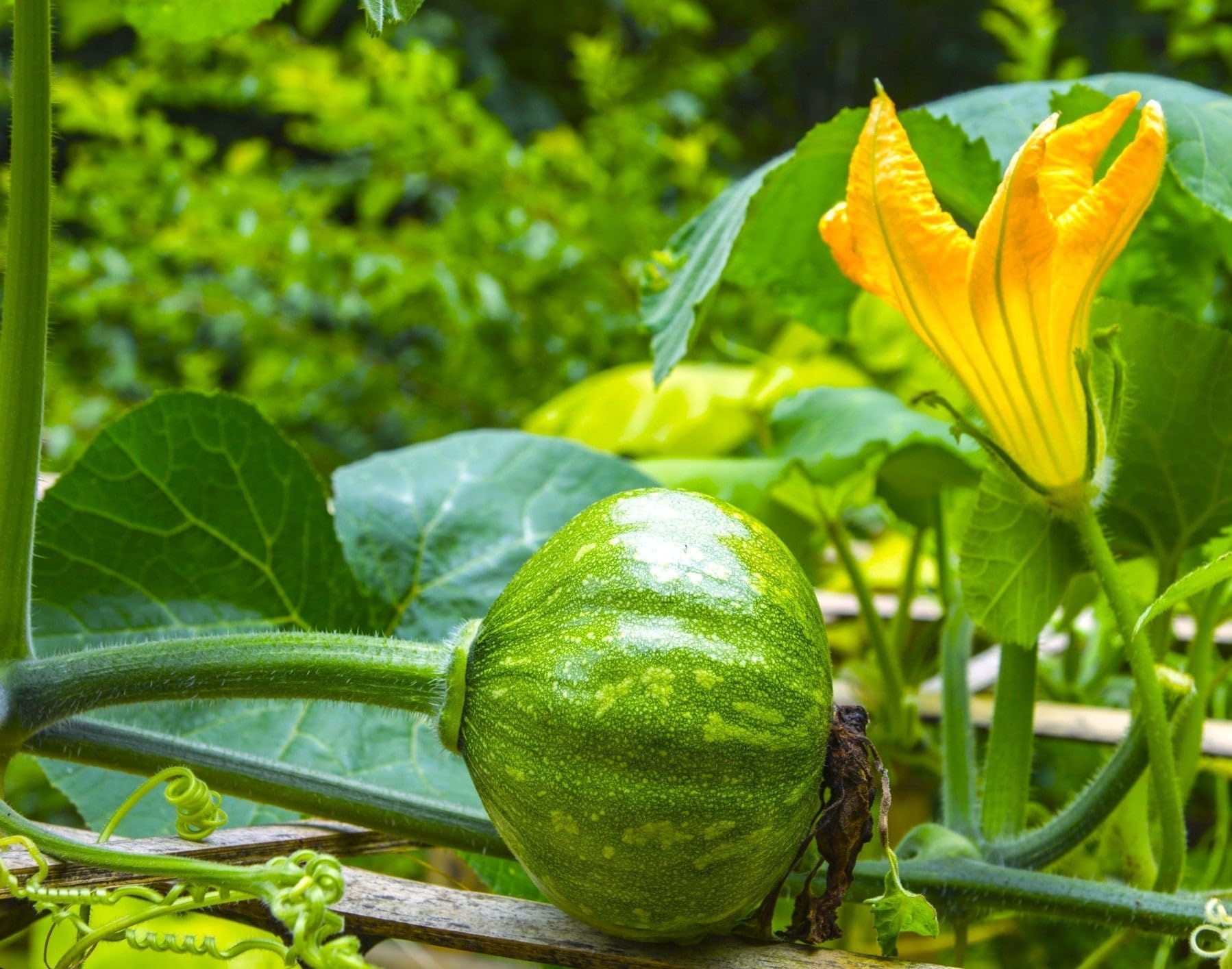 Amazon.com : TomorrowSeeds - Kabocha Squash Seeds - 20+ Count